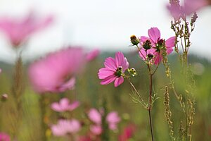 Huisarts in de bloemenbuurt van Almere