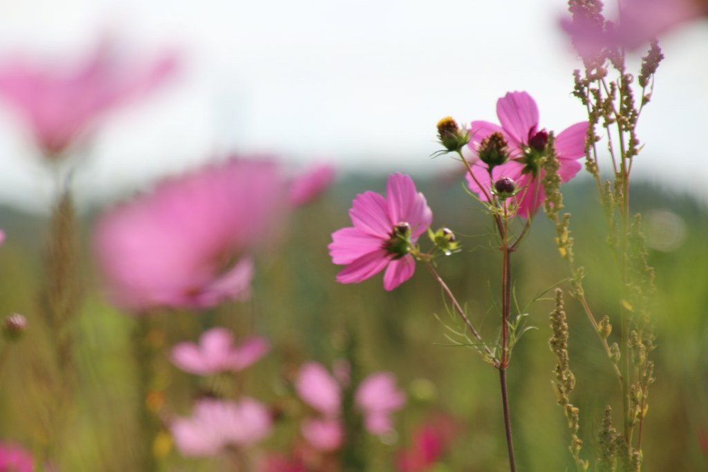 huisarts-in-almere-buiten-bloemenbuurt